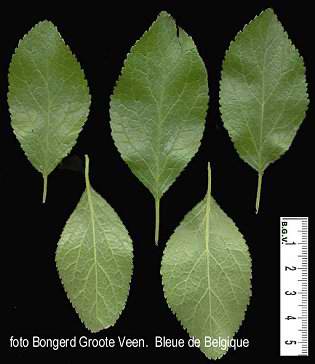 Bleue de Belgique blad
